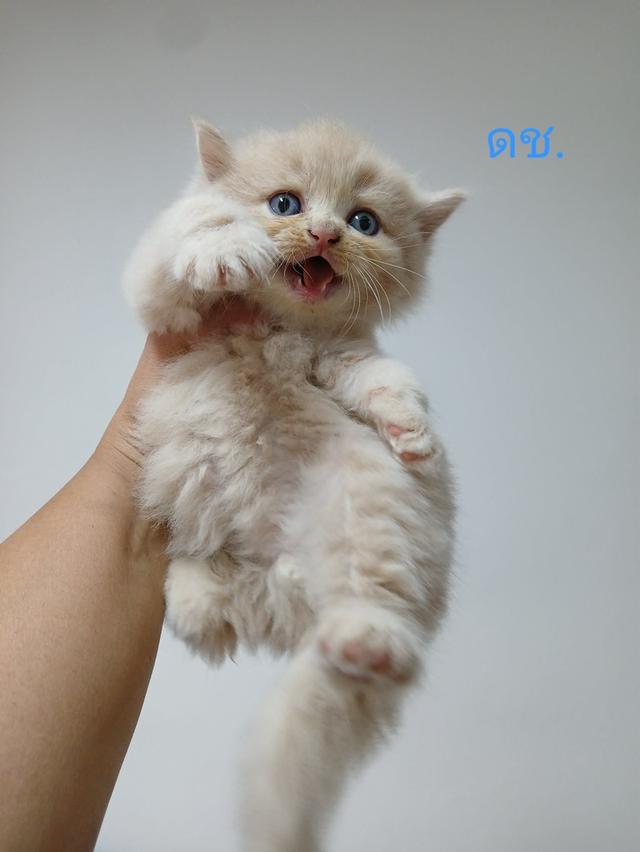 น้องเปอร์เซีย สีส้ม ครีม เสือ รูปที่ 15