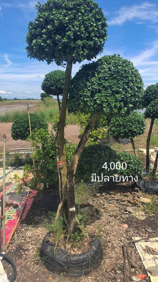 ไทรต่อยอดช้อนเงินช้อนทอง รูปที่ 10