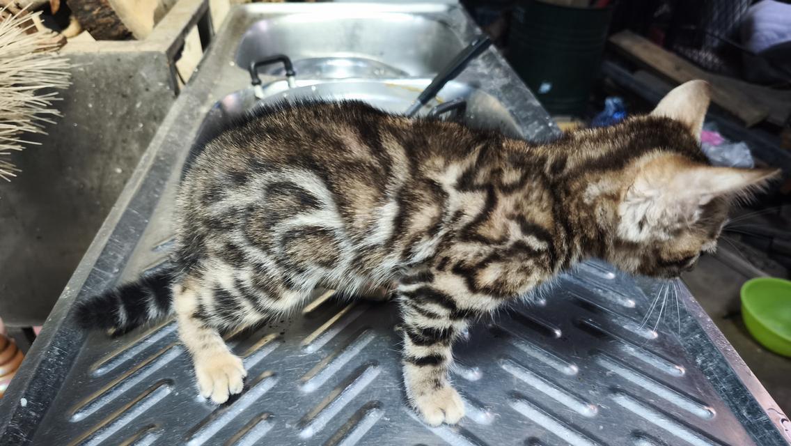 ลูกแมวเบงกอลอยู่อุบลเพศผู้ครับ รูปที่ 2