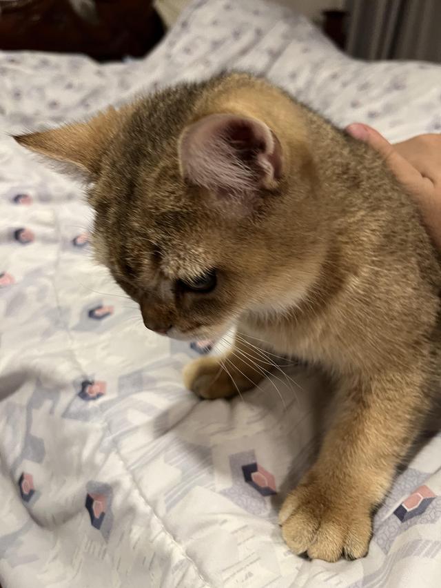 British Shorthair ชาย 7 เดือน ย้ายที่อยู่ต้องขายต่อครับ