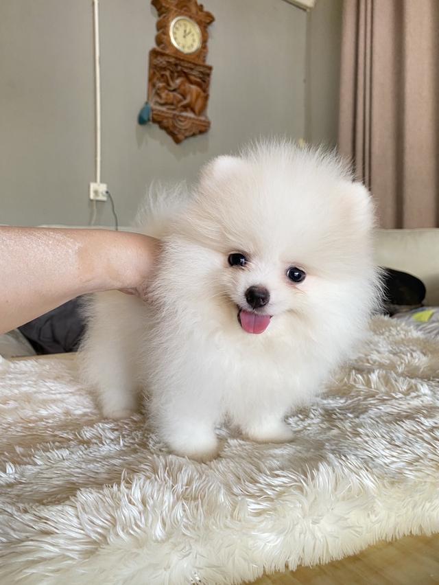 ลูกปอมแท้ มีบริการจัดส่งทั่วประเทศ 