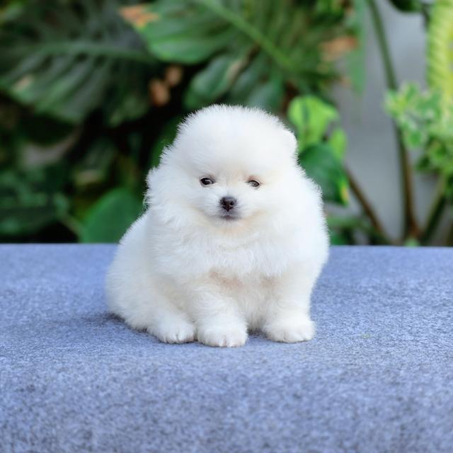 น้องกลูต้า ปอมขาวทีคัพหนุ่มหล่อ