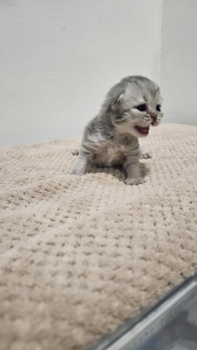 Scottish Fold  สก็อตติชโฟลด์ แท้ ระบบปิดเลี้ยงด้วยรัก รวมวัคซีน ถ่ายพยาธิ หยอดยากันปรสิตและไรหู สมุดวัคซีน 6