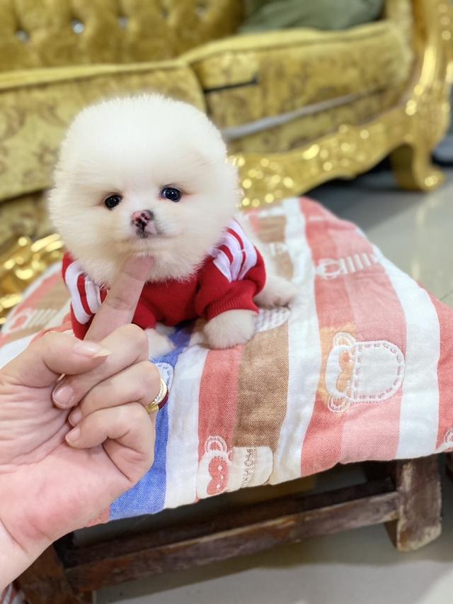 ลูกปทอแท้ ทีคัพ อายุ50 วัน พร้อมย้ายบ้าน