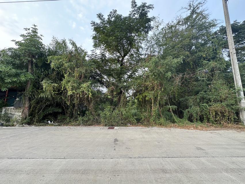 ที่ดินไม่มีสิ่งปลูกสร้าง 2