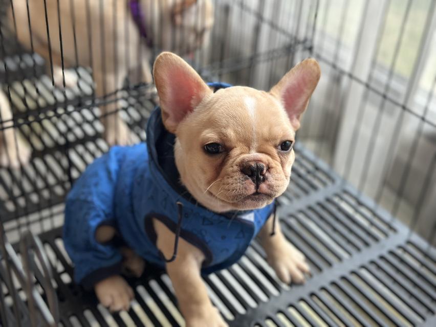 French Bulldog สายเลือดแชมป์ 6