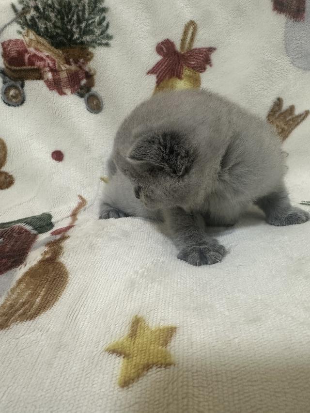 เปิดจอง ลูกแมว บริติช ชอร์ตแฮร์ (British Shorthair) รูปที่ 5