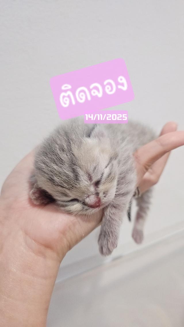 Scottish Fold  สก็อตติชโฟลด์ แท้ ระบบปิดเลี้ยงด้วยรัก รวมวัคซีน ถ่ายพยาธิ หยอดยากันปรสิตและไรหู สมุดวัคซีน 14