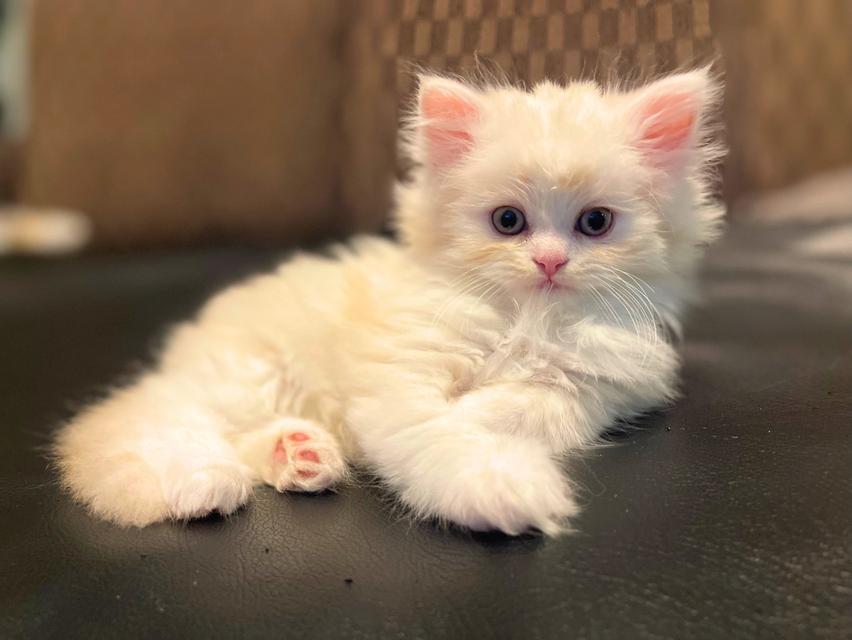 แมวขาวปนส้มนิดหน่อย-(boy)เกิด13/10/68 7