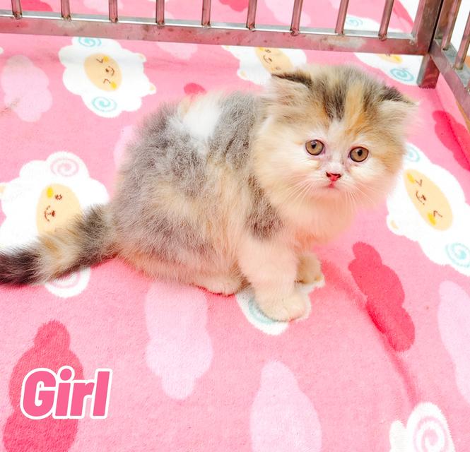 น้องเปอร์เซียพร้อมย้ายบ้านครับ 10