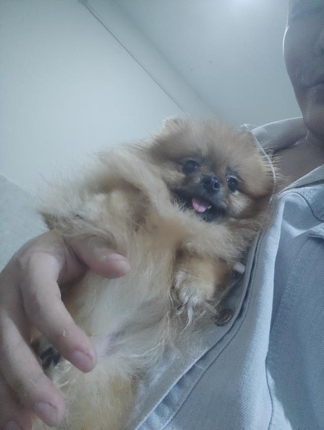 ปอมเมอเรเนียน สายเลือดประกวด ทั้งพ่อและทางฝั่งแม่ครับ