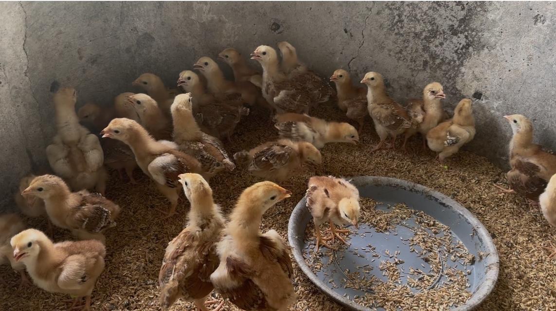 ไก่ไข่โรดไอส์แลนด์เรด