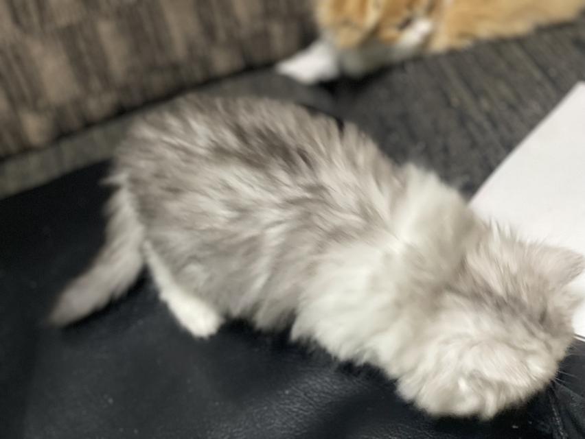 น้องดีมงคล(แมวอารมณ์ดี) 6