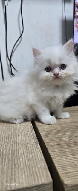 ลูกแมวเปอร์เซียผสมสกอตติช