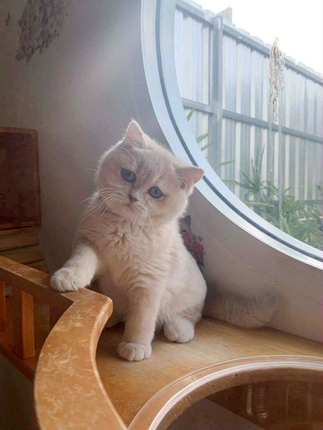 แมว บริติชช็อคแฮร์เด็กผู้ชาย 5เดือน 3