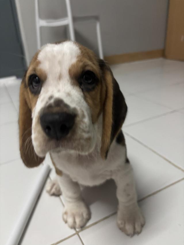 บีเกิล แท้ มีใบเพ็ดดีกีค่ะ