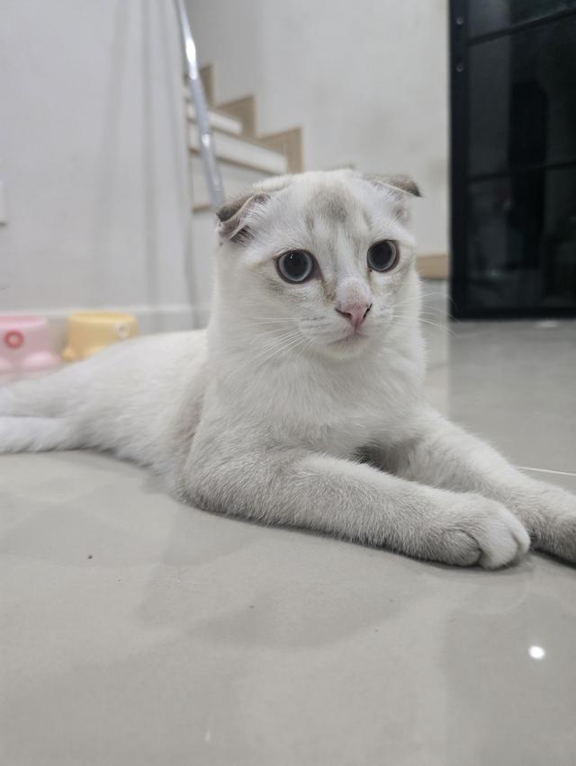 แมวไทยผสมมันซ์กิ้น 6-7 เดือน รูปที่ 2