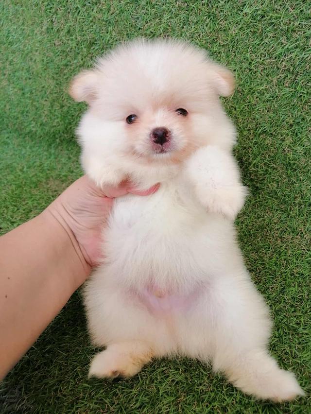 ปอมเเท้เพศผู้ พร้อมย้าย