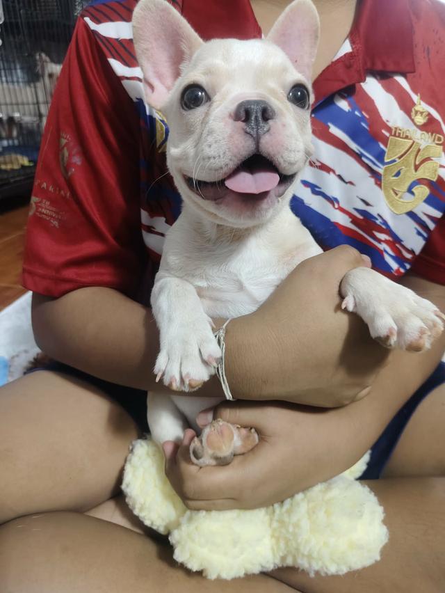 สุนัขเฟร้นช์บลูด๊อกคะ