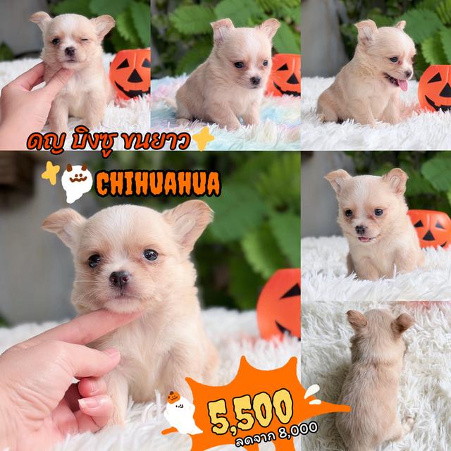 ชิวาวาแท้ ขนยาว พร้อมย้ายบ้าน