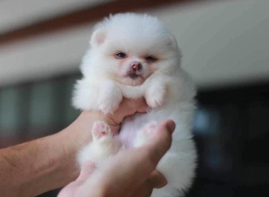 ปอมเมอเรเนียน (Pomeranian) 1