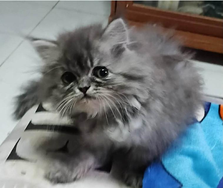น้องแมวขนฟูสวยฟุ้งพริ้ง