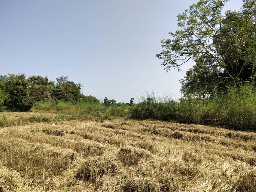 ที่ดิน สกลนคร สานร นิวาศ 4