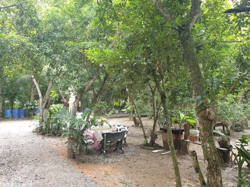 บ้านสวนละมุด 101 ขายที่ดินพร้อมบ้าน อำเภอบ้านลาด จังหวัดเพชรบุรี 5