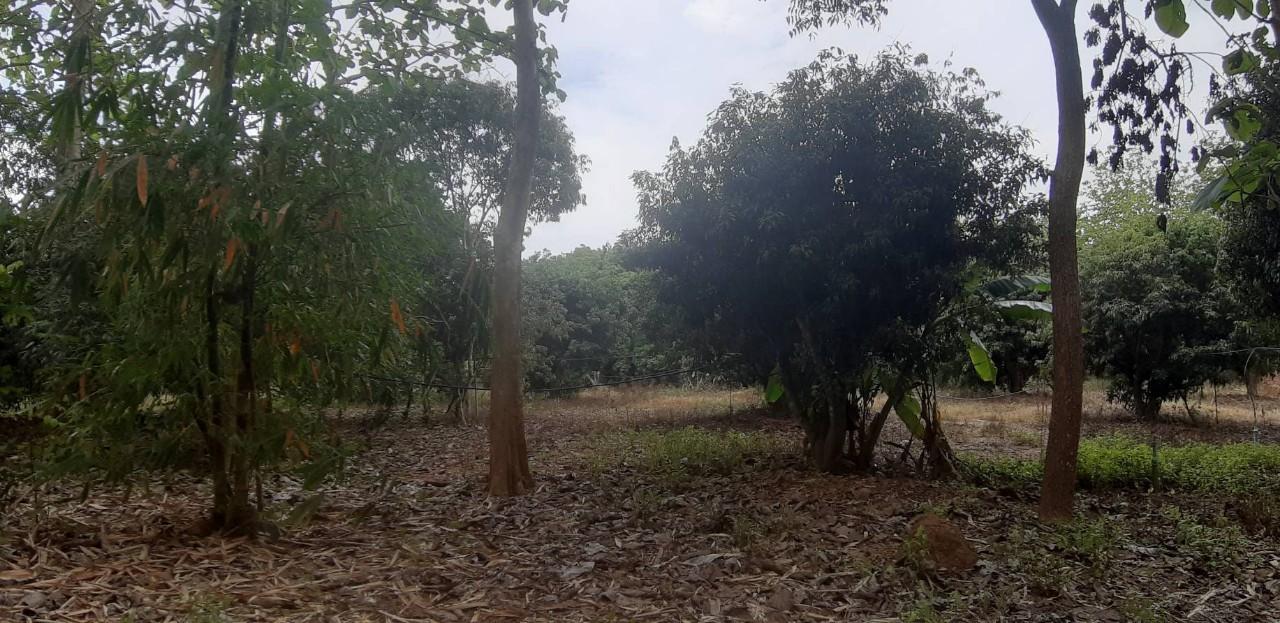 ขายที่ดินแปลงใหญ่ พร้อมสวนผลไม้ อยู่ติดถนนลาดยาง ราคาต่อรองได้ 6