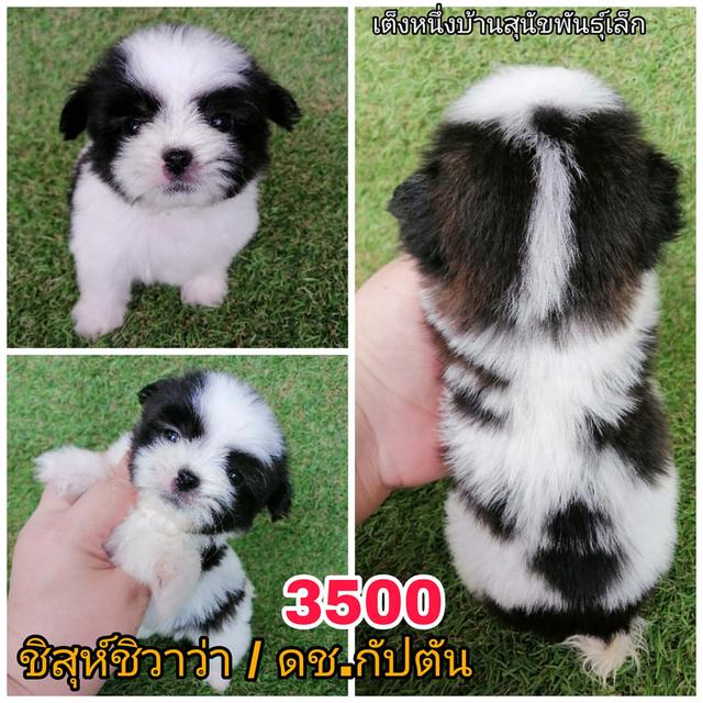 ชิสุห์ผสมปอม พุดเดิ้ล ชิวาว่า พร้อมย้าย