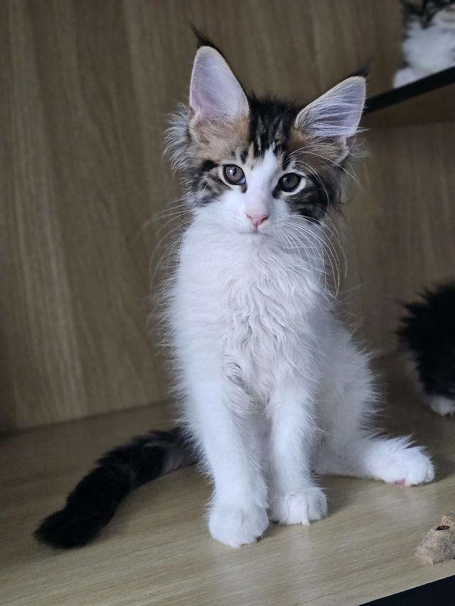 ลูกแมว สายพันธ์เมนคูนแท้ รูปที่ 11