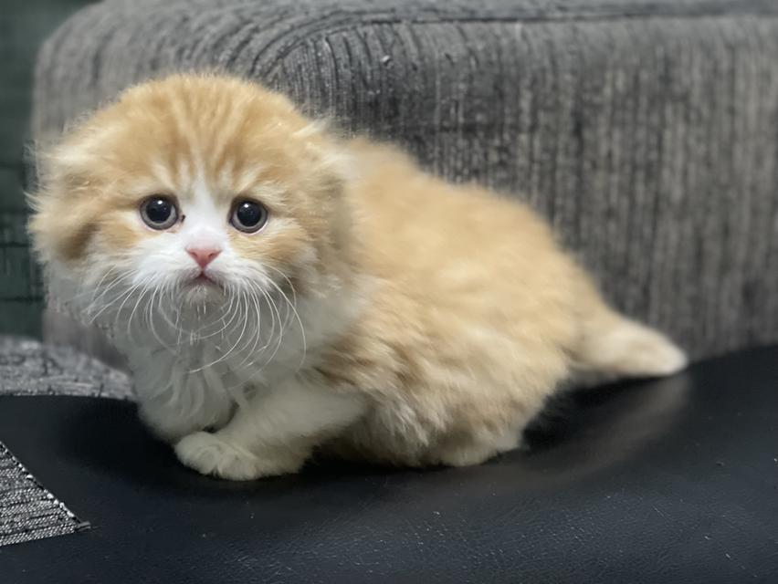 น้องส้มมงคล-เพศผู้(เกิด19/9/68) 9