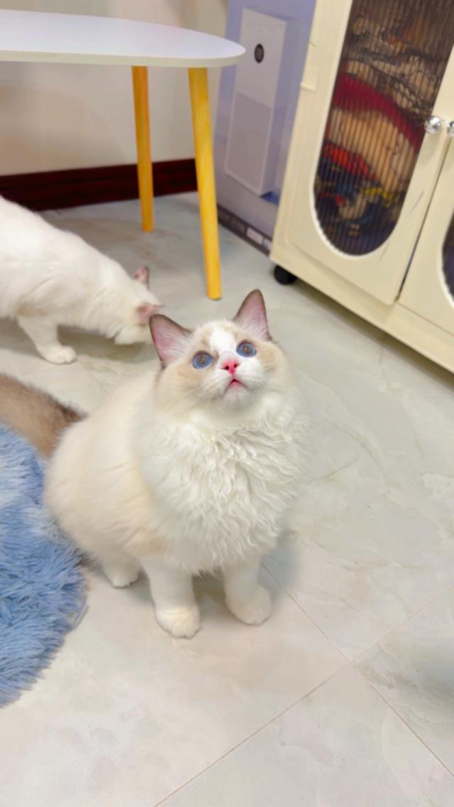 น้องแมว Ragdoll เพศชาย อายุ5เดือน พร้อมย้ายบ้านค่ะ