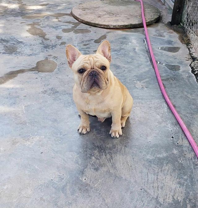 French Bulldog พ่อพันธ์หนุ่ม 3