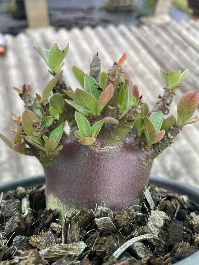Adenium black skin