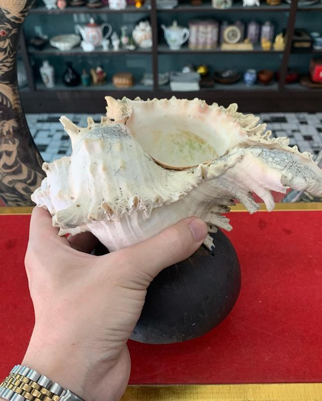 เปลือกหอย