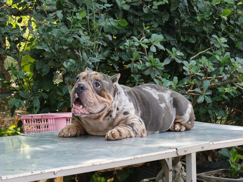 exotic bully (เอ็กโซติก บูลลี่) มีใบเพ็ดครับ