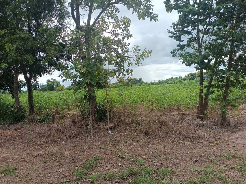 ขายที่ดิน 9-2-13 ไร่ ติดถนน ทำบ้านจัดสรรได้ ติดเทศบาล ตำบลเนินขาม อ.เนินขาม จ.ชัยนาท ขายถูกสุดในย่านนี้ 5