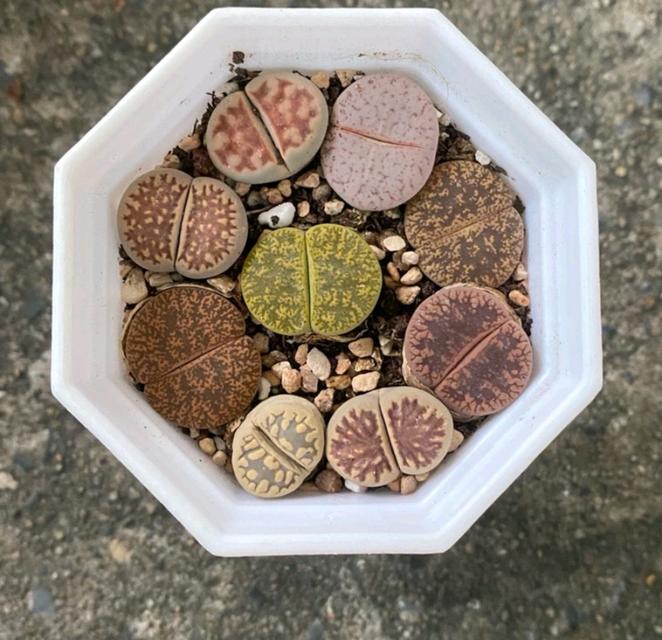 ไลทอป (Lithops) 2