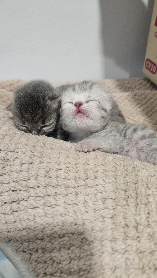 Scottish Fold สก็อตติชโฟลด์ แท้