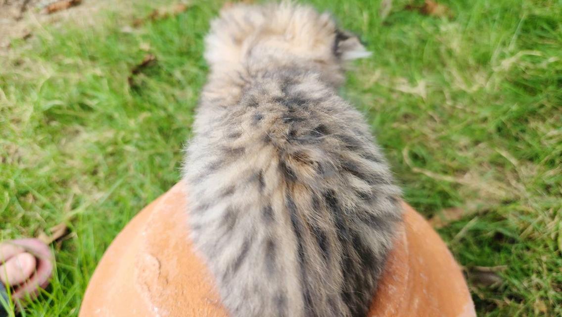 สกอตติชโฟล์หูพับ+เปอร์เซีย รูปที่ 6