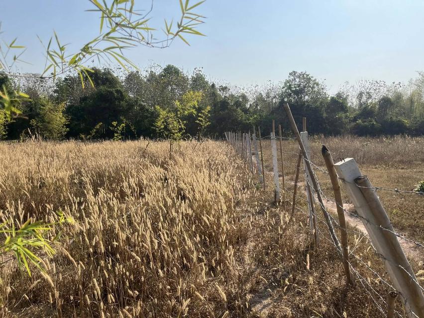 ขายที่ดินวังดาลพร้อมสิ่งปลูกสร้าง 3 ไร่ ติดถนนลาดยางใกล้ถนนเส้นสุวรรณศร33-5กม. อ.กบินทร์บุรี ปราจีนบุรี 3