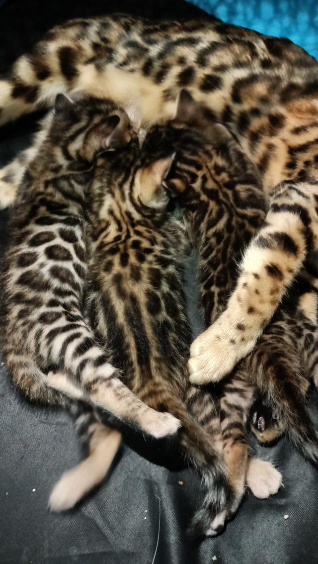 ลูกแมวเบงกอล Bengal Cat