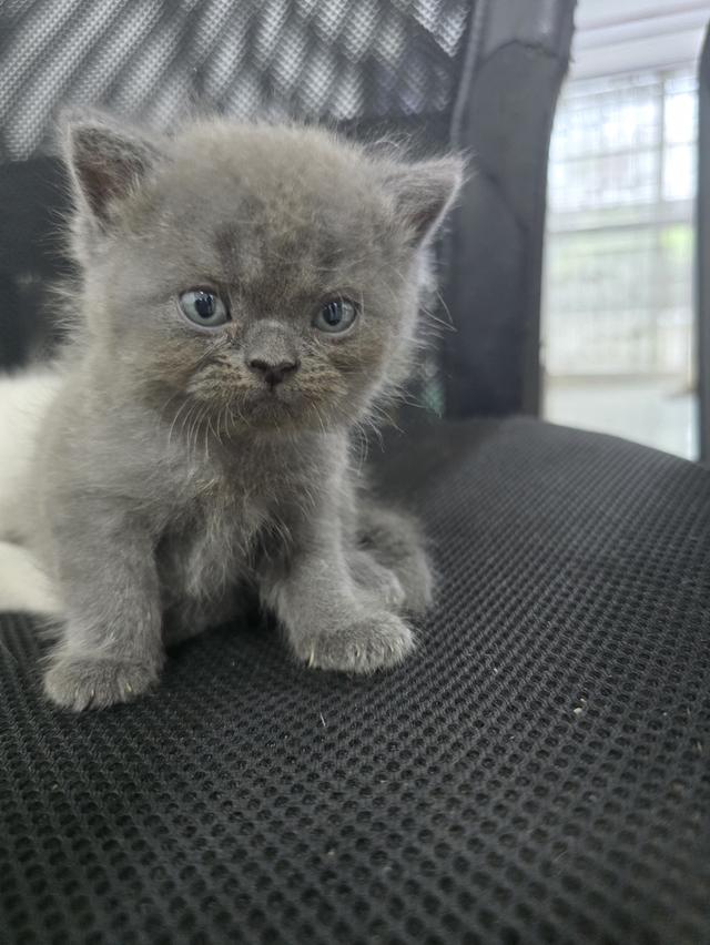 น้องแมว 16