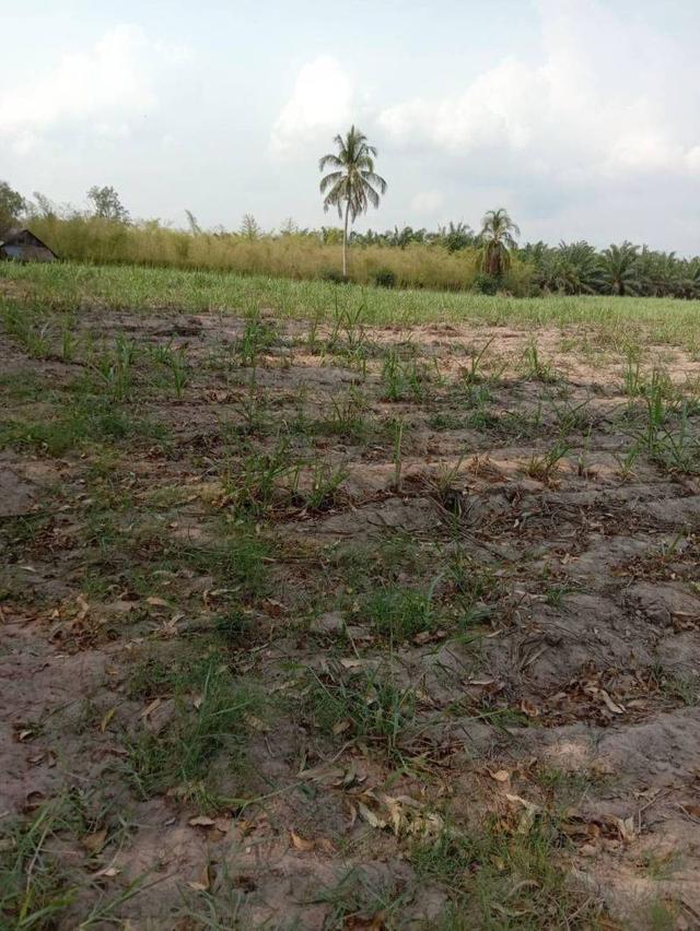 ที่ดินบ่อทอง ใกล้วัดอมพนมล่าง 3