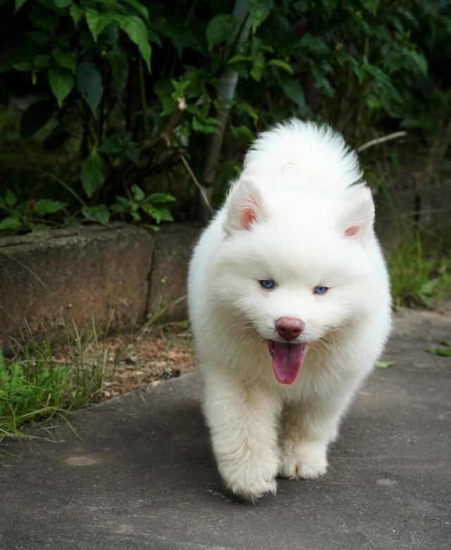 ไซบีเรียนขาว Pure white husky
