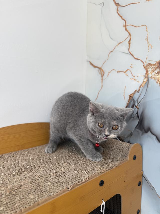 ลูกแมวพันธุ์บริติชแท้ รูปที่ 6