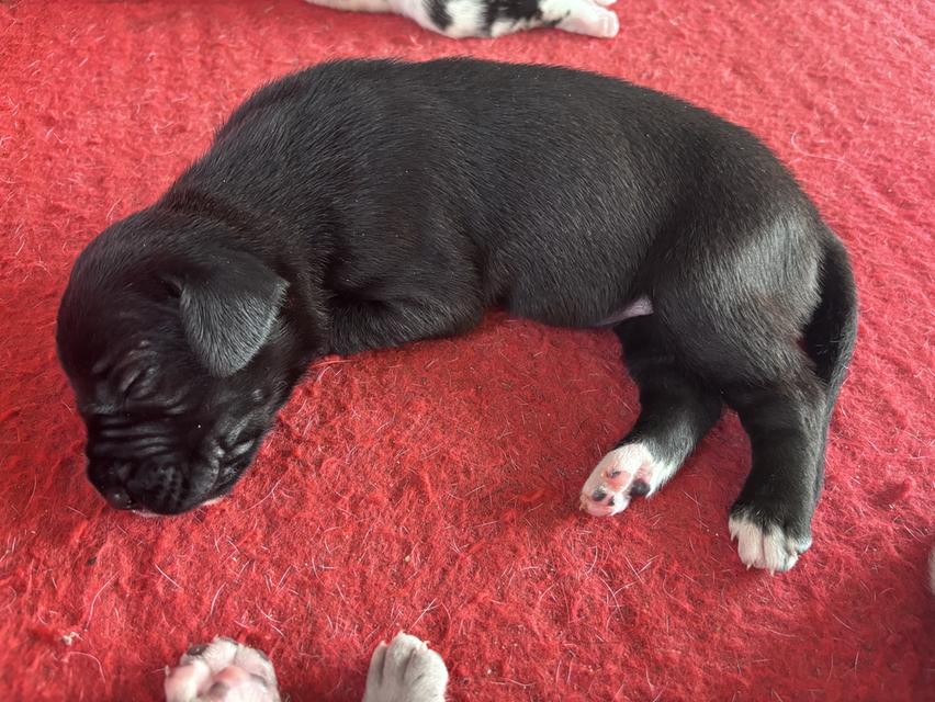 Greatdane ลูกสุนัขเกรทเดน โทรติดต่อ 064 7927107 รูปที่ 9