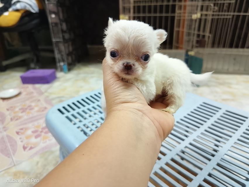 ชิวาว่าแท้ขนยาว จิ๋วมาก ไม่แปลงร่าง รูปที่ 6