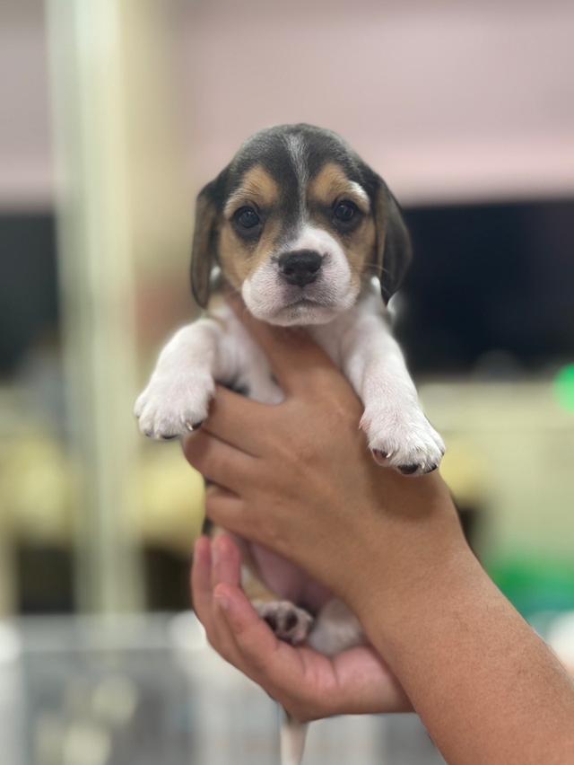บีเกิ้ล (Beagle) 💯 16